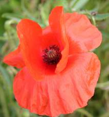 Klatschmohn-6.jpg